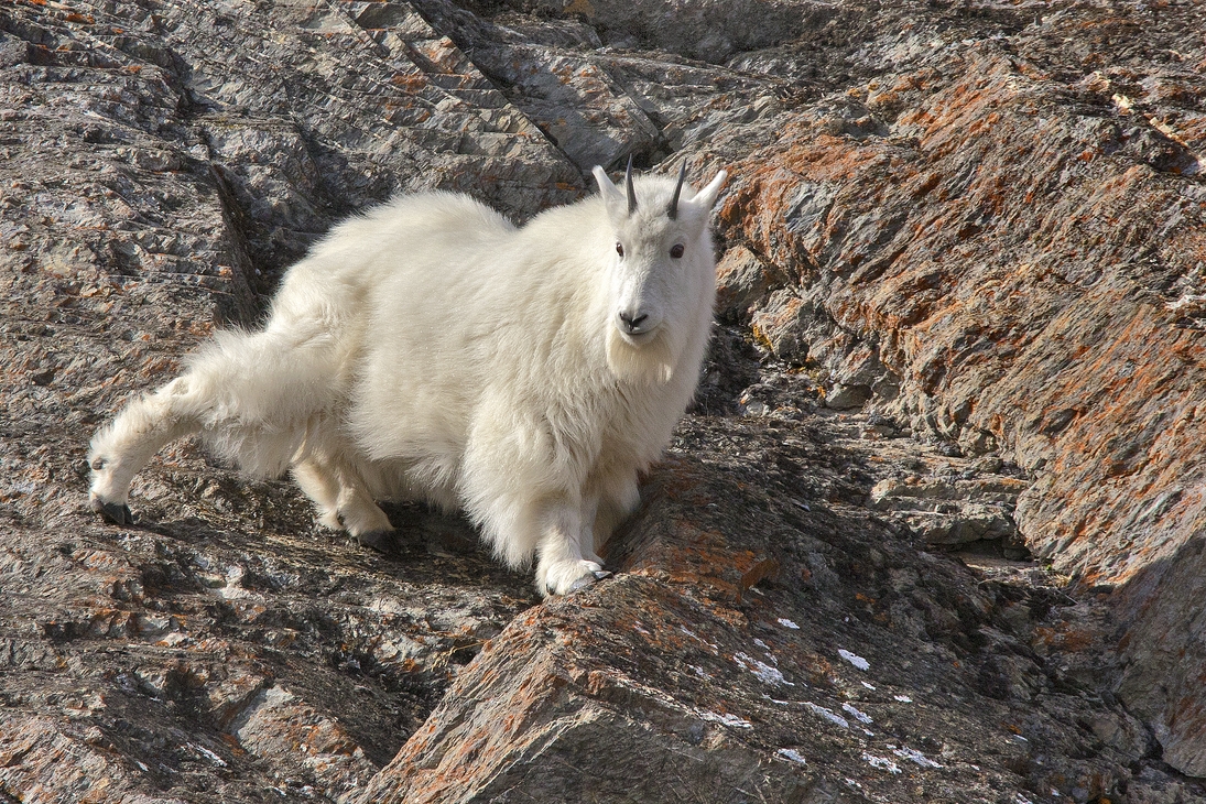 Mountain Goat, Ice Fields Parkway, Banff National Park, Alberta