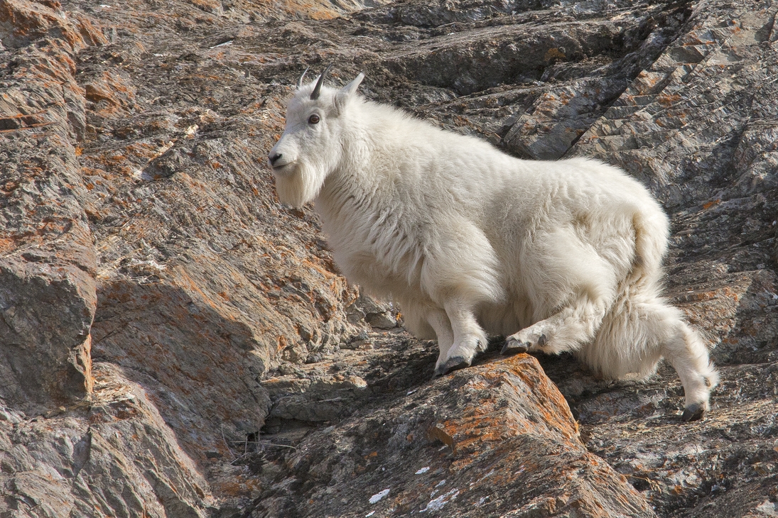 Mountain Goat, Ice Fields Parkway, Banff National Park, Alberta