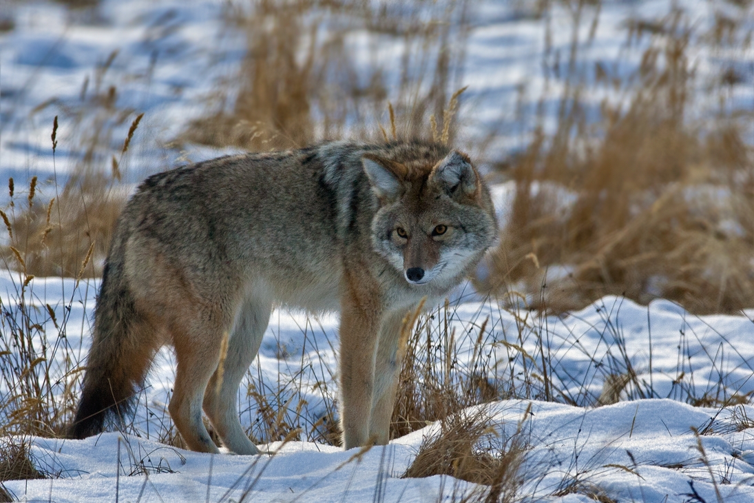 Coyote, Near The Cave And Basin, Banff, Alberta