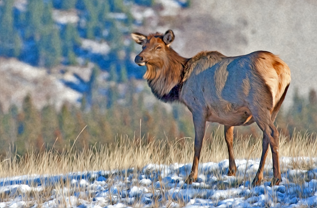 Elk (Female), Three Sisters Parkway, Canmore, Alberta\nAdobe Pixel Bender OilPaint Rendition