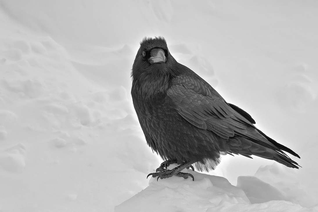 Common Raven, Bow Lake, Banff National Park, Alberta