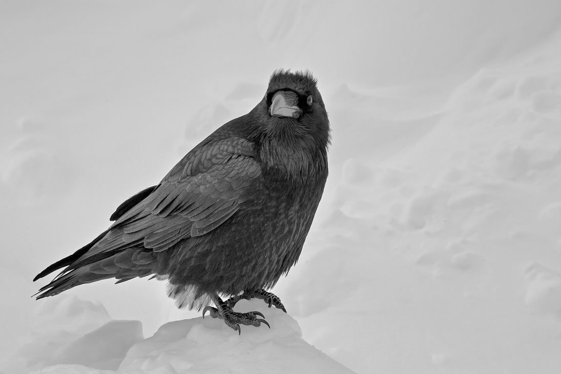 Common Raven, Bow Lake, Banff National Park, Alberta