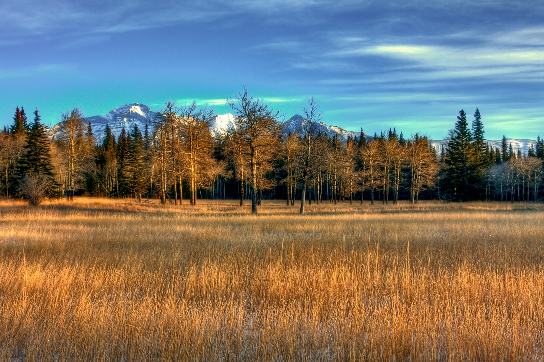 Aspen Grove, Minnewanka Lake Scenic Drive, Banff National Park, Alberta\n\n9 December, 2011