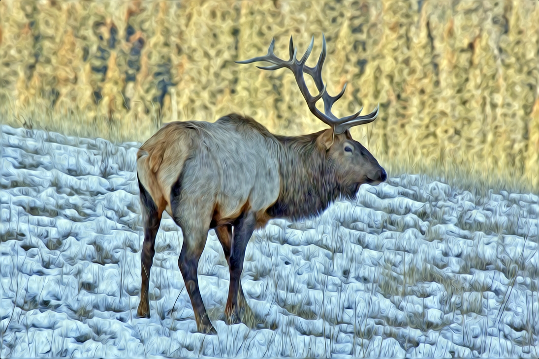 Elk (Male), Three Sisters Parkway, Canmore, Alberta\nAdobe Pixel Bender OilPaint Rendition