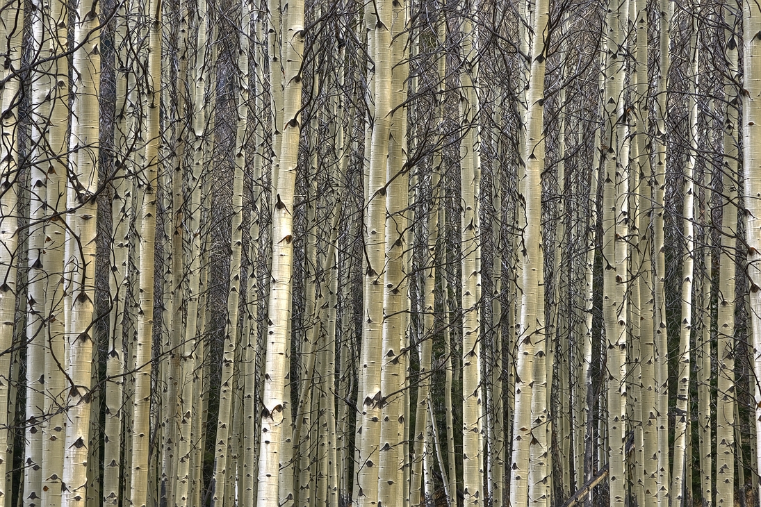 Aspen Grove, Muleshoe Picnic Area, Bow Valley Parkway, Banff National Park, Alberta\n\n26 October, 2011