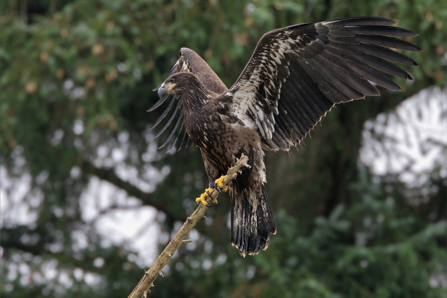 Bald Eagle (Juvenile), Harrison River, Near Chilliwack, British Columbia