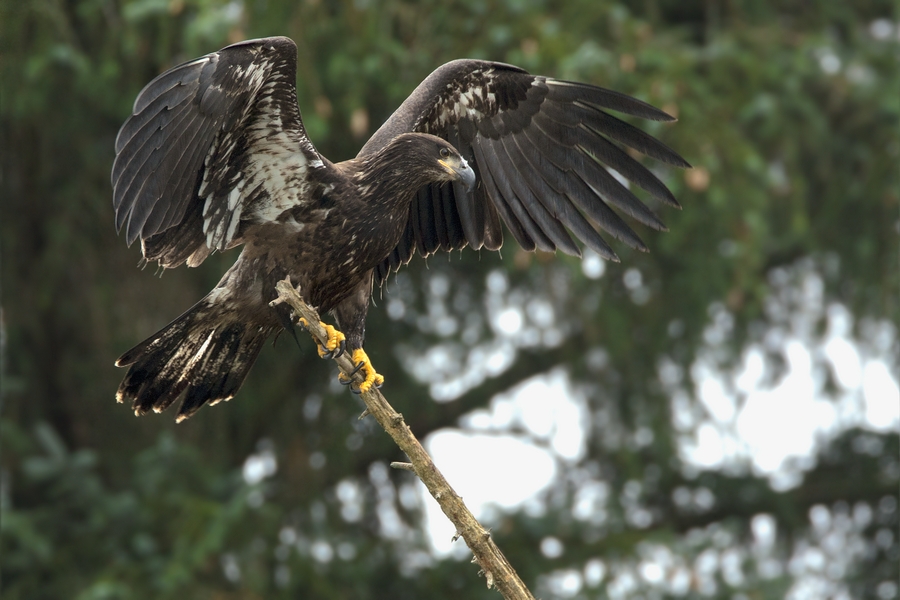 Bald Eagle (Juvenile), Harrison River, Near Chilliwack, British Columbia