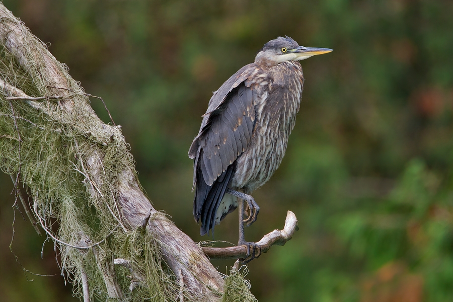 Great Blue Heron, Harrison River, Near Chilliwack, British Columbia