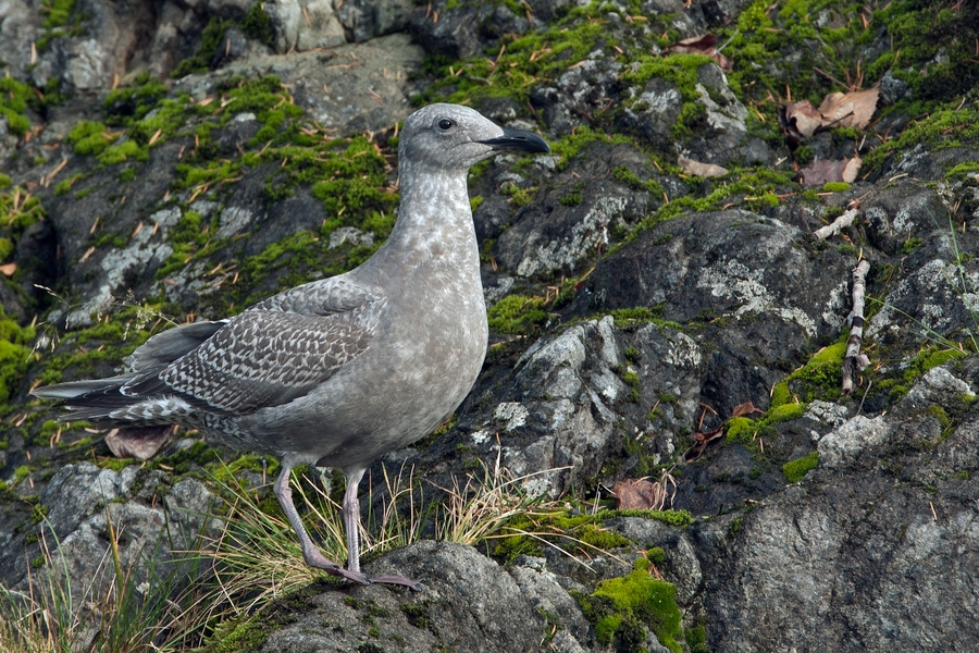 Glaucous-Winged Gull (Juvenile), Harrison River, Near Chilliwack, British Columbia