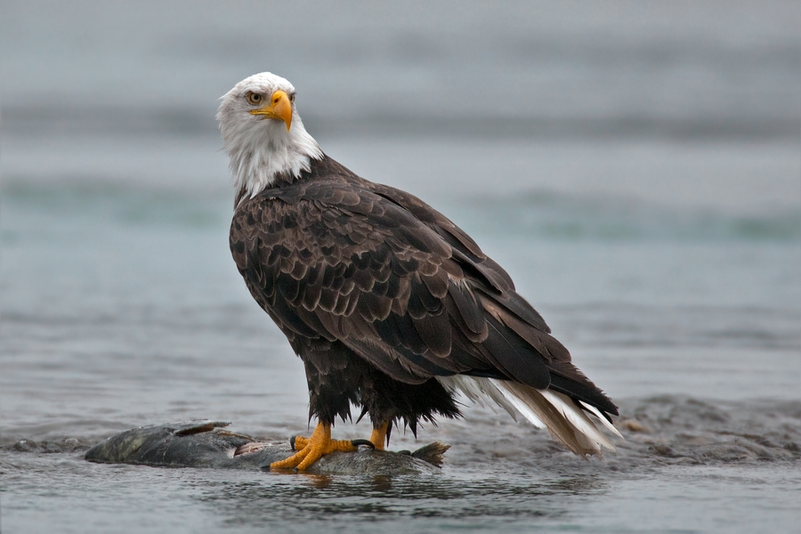 Bald Eagle (Adult), Harrison River, Near Chilliwack, British Columbia