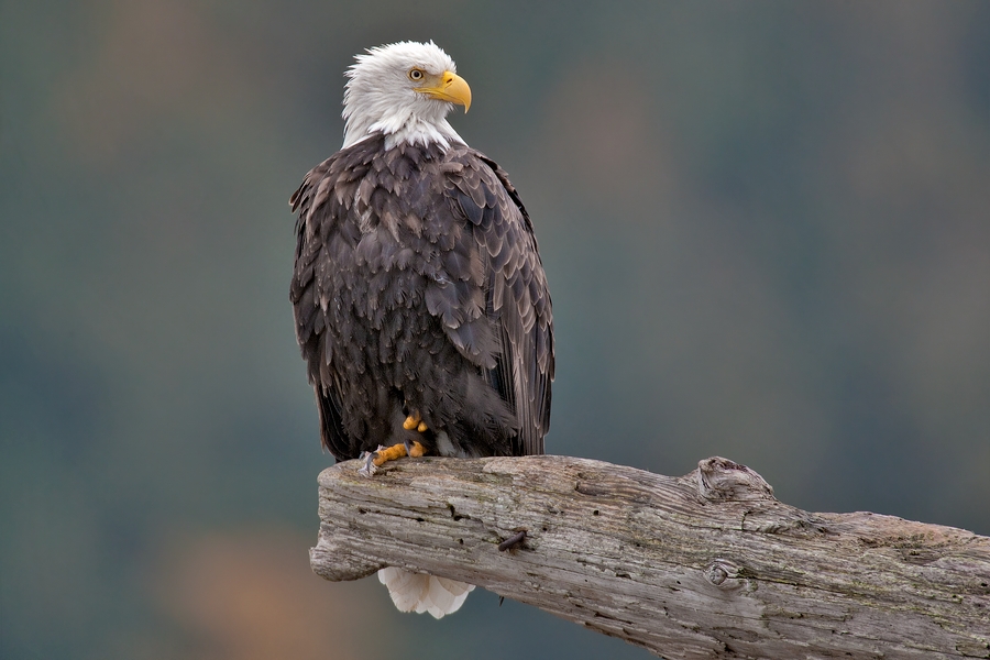 Bald Eagle (Adult), Harrison River, Near Chilliwack, British Columbia