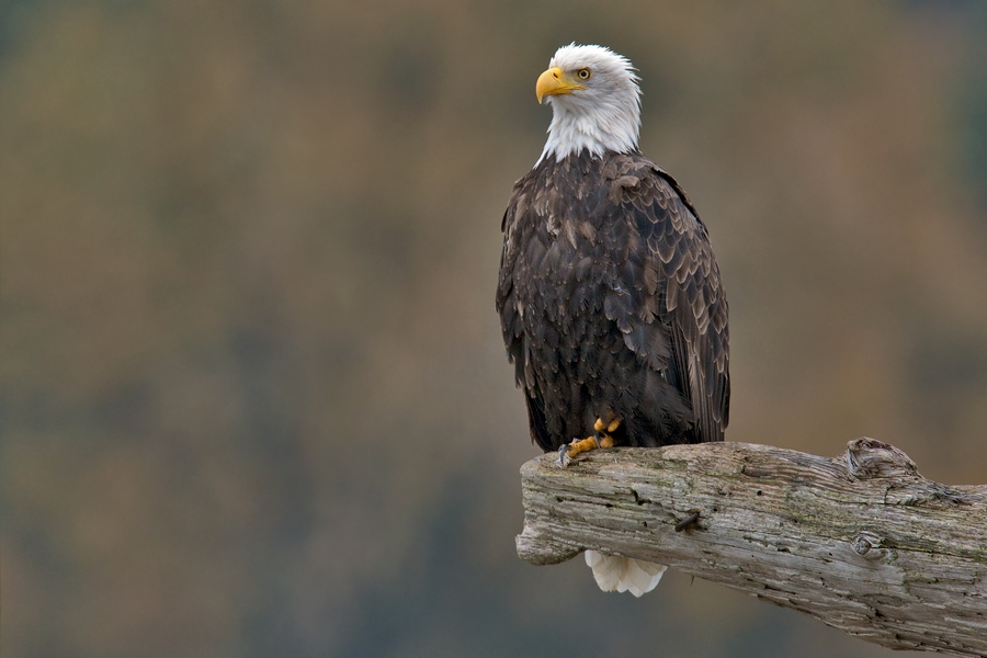 Bald Eagle (Adult), Harrison River, Near Chilliwack, British Columbia