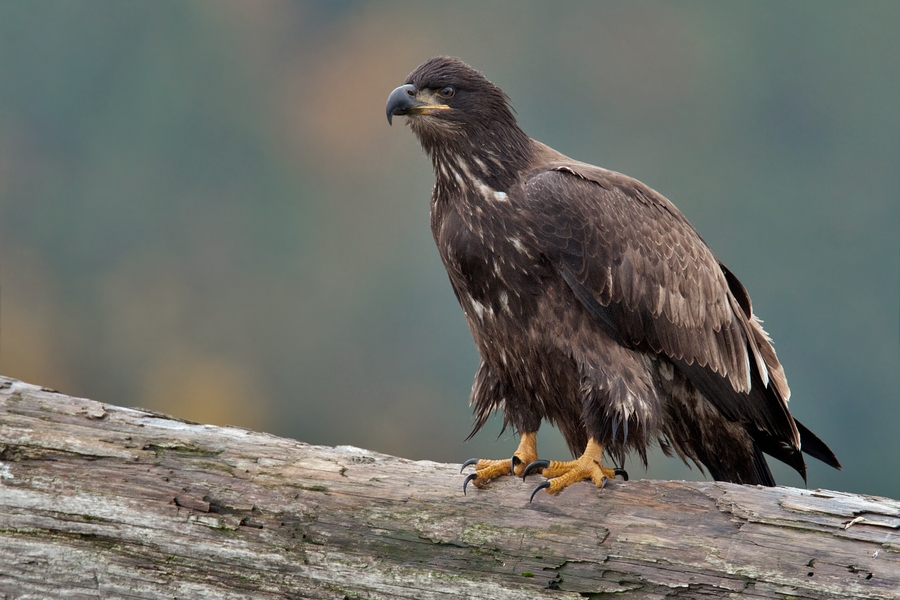 Bald Eagle (Juvenile), Harrison River, Near Chilliwack, British Columbia