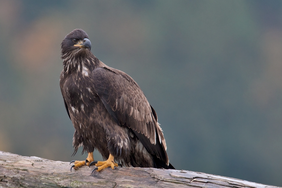 Bald Eagle (Juvenile), Harrison River, Near Chilliwack, British Columbia