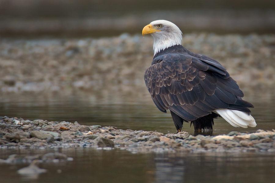 Bald Eagle (Adult), Harrison River, Near Chilliwack, British Columbia