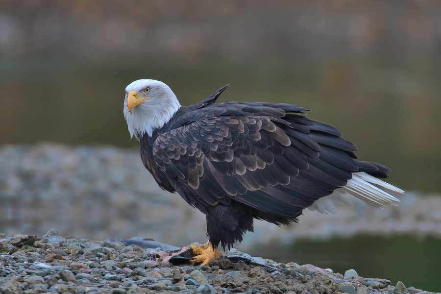 Bald Eagle (Adult), Harrison River, Near Chilliwack, British Columbia