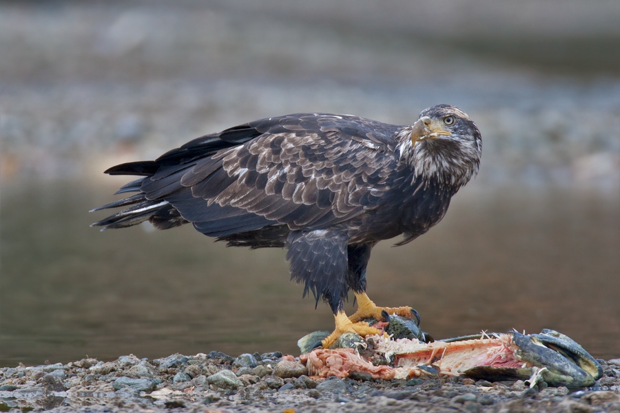 Bald Eagle (Juvenile), Harrison River, Near Chilliwack, British Columbia