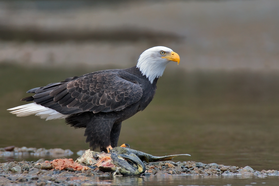 Bald Eagle (Adult), Harrison River, Near Chilliwack, British Columbia