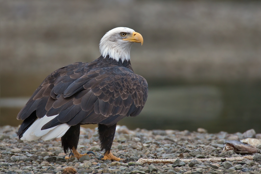 Bald Eagle (Adult), Harrison River, Near Chilliwack, British Columbia