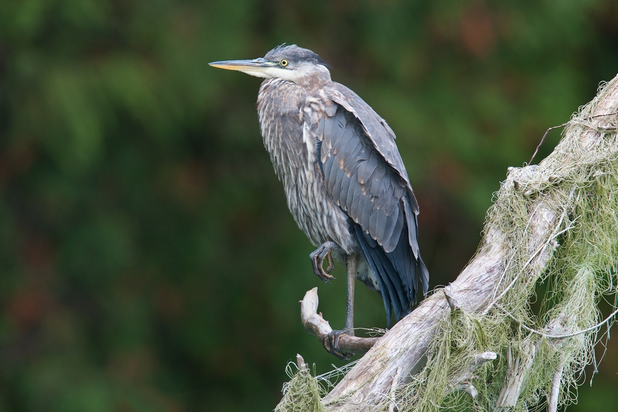 Great Blue Heron, Harrison River, Near Chilliwack, British Columbia