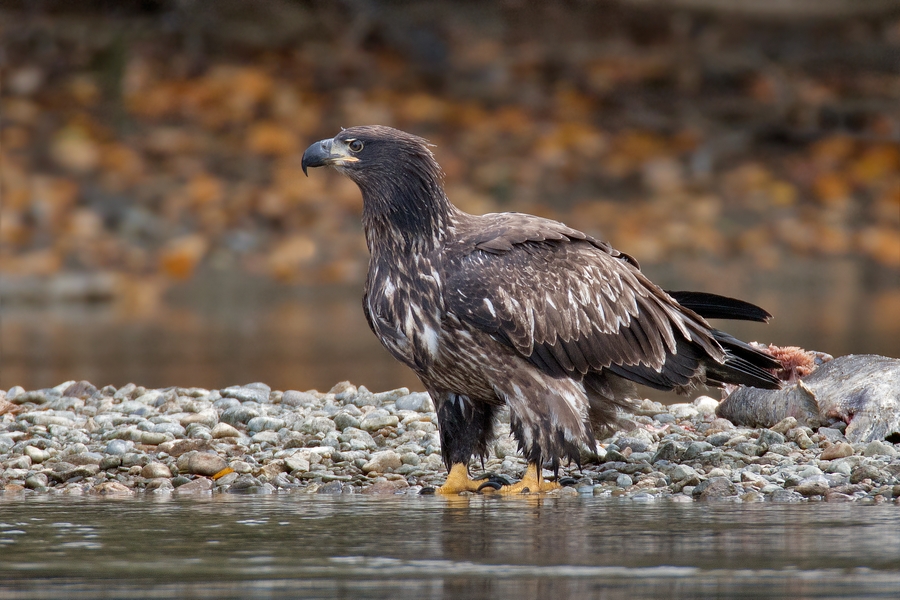 Bald Eagle (Juvenile), Harrison River, Near Chilliwack, British Columbia