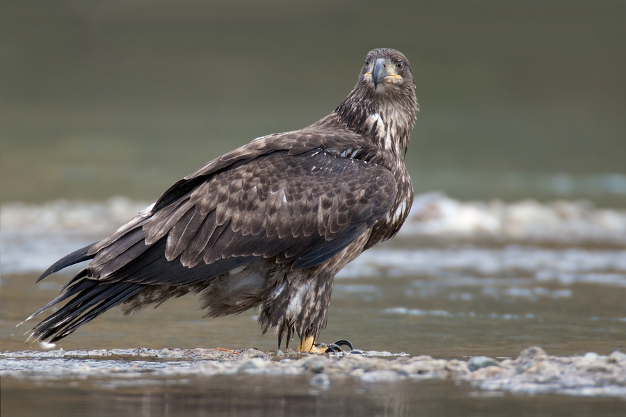 Bald Eagle (Juvenile), Harrison River, Near Chilliwack, British Columbia