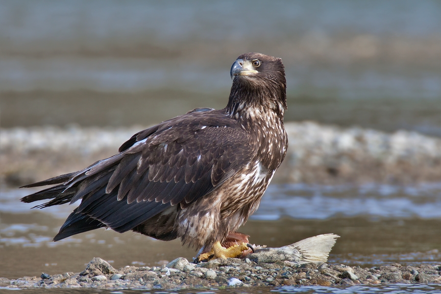 Bald Eagle Migration, Harrison, British Columbia - November, 2011