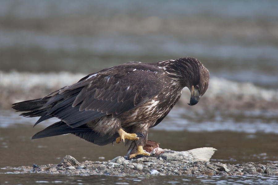 Bald Eagle (Juvenile), Harrison River, Near Chilliwack, British Columbia