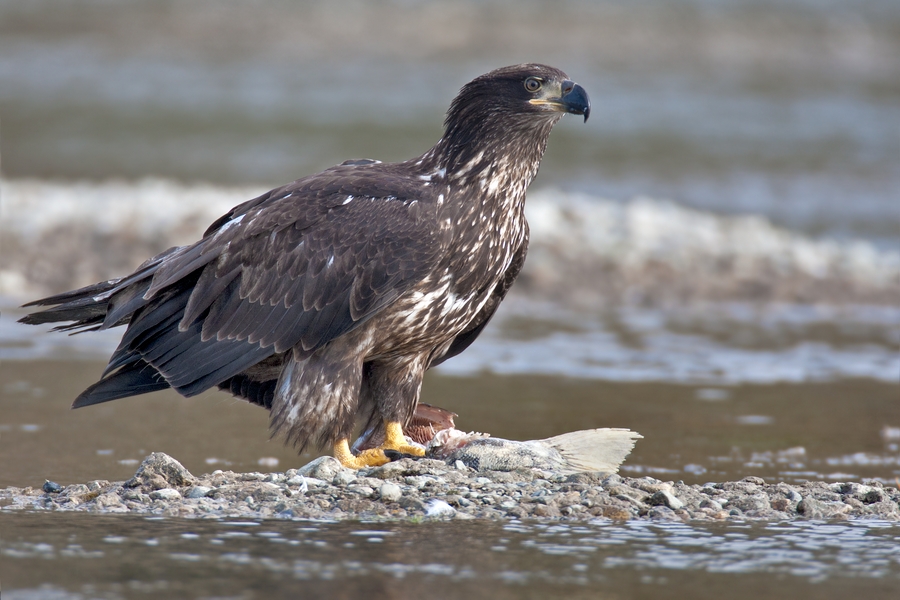 Bald Eagle (Juvenile), Harrison River, Near Chilliwack, British Columbia