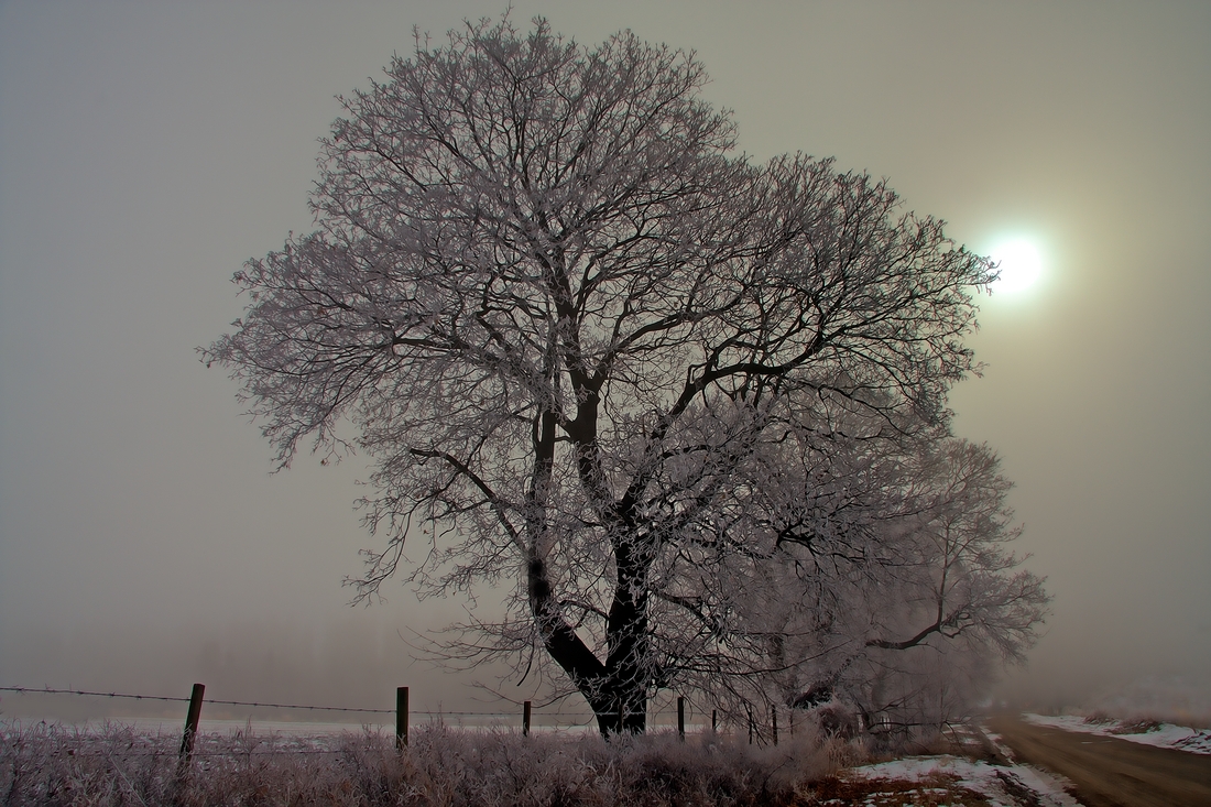 Foggy Morning, Murphy Road, Coldstream, British Columbia\n\n7 February, 2012