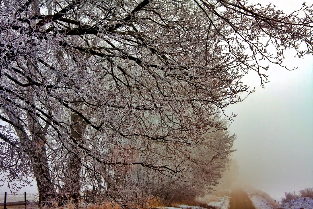 Foggy Morning, Murphy Road, Coldstream, British Columbia\n\n7 February, 2012