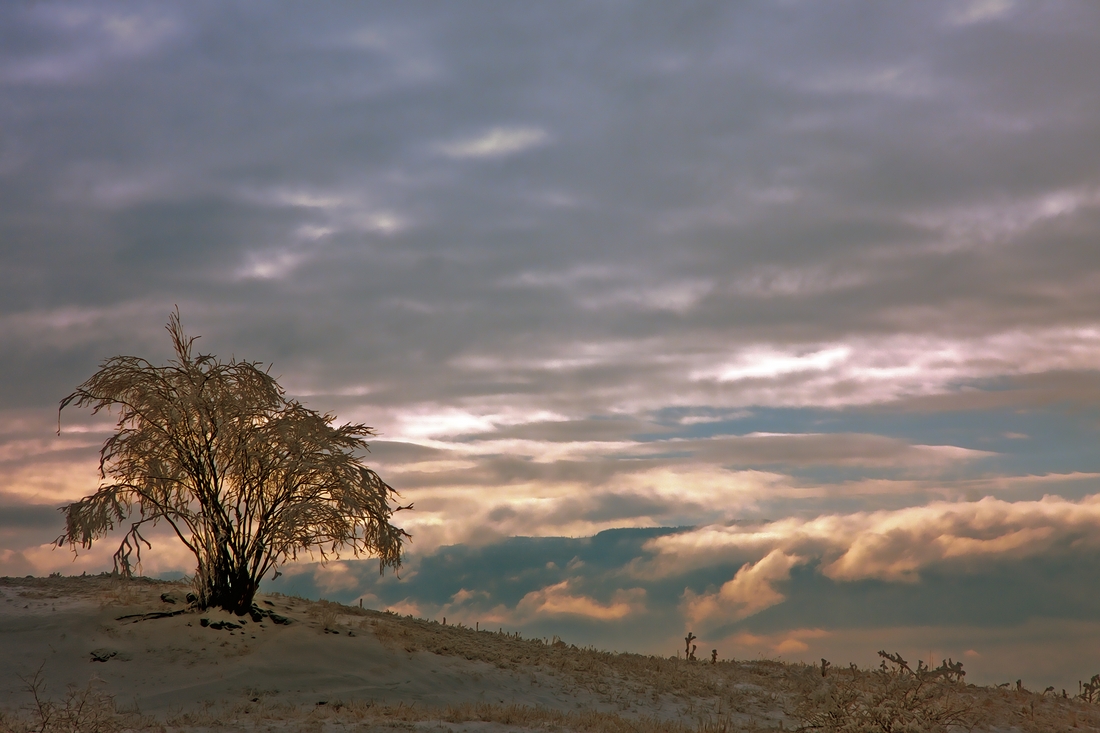 Lone Tree, High Country Cattle Range, Off Mendenhall Road, Near Vernon, British Columbia\n\n9 February, 2012