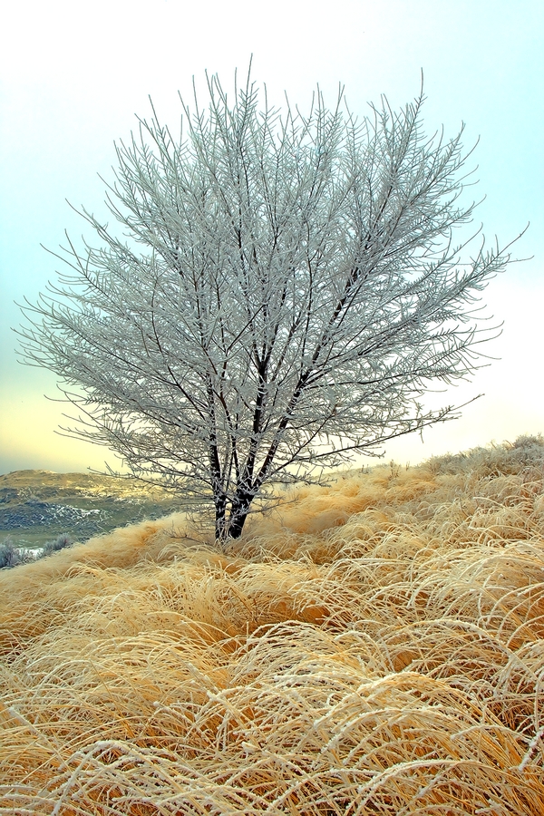 Morning Rime, Okanagan Hills Boulevard, Vernon, British Columbia\n\n5 February, 2012