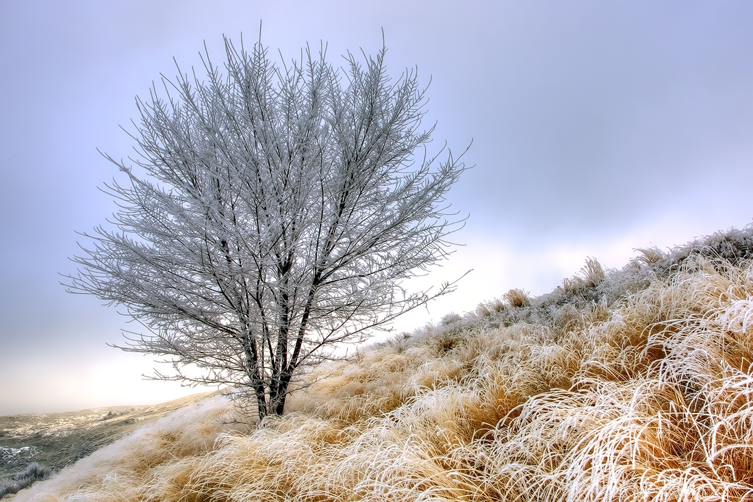 Morning Rime, Okanagan Hills Boulevard, Vernon, British Columbia\n\n5 February, 2012