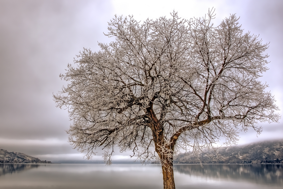 Morning Rime, Lakeshore Road, Vernon, British Columbia\n\n5 February, 2012