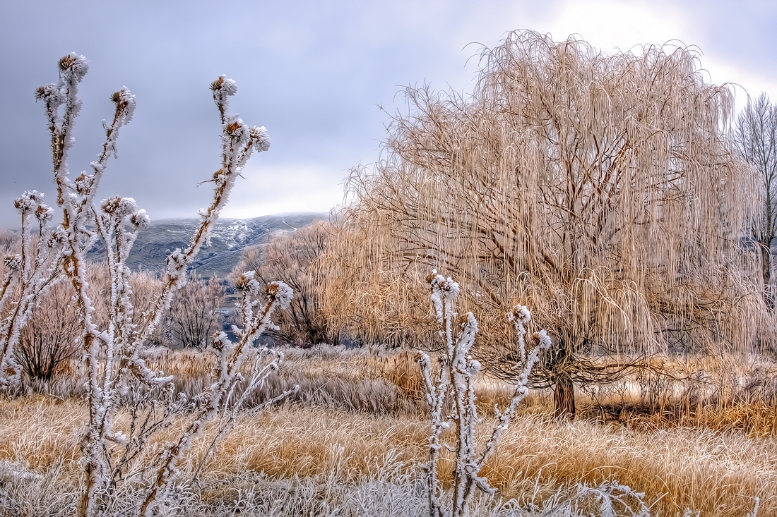 Thistle Rime, Lakeshore Road, Vernon, British Columbia\n\n5 February, 2012