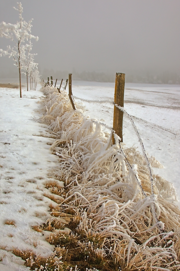 Fence Rime, St. Annes Road, Spallumcheen, British Columbia\n\n6 February, 2012