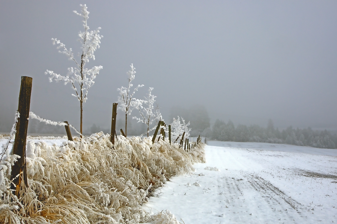 Fence Rime, St. Annes Road, Spallumcheen, British Columbia\n\n6 February, 2012