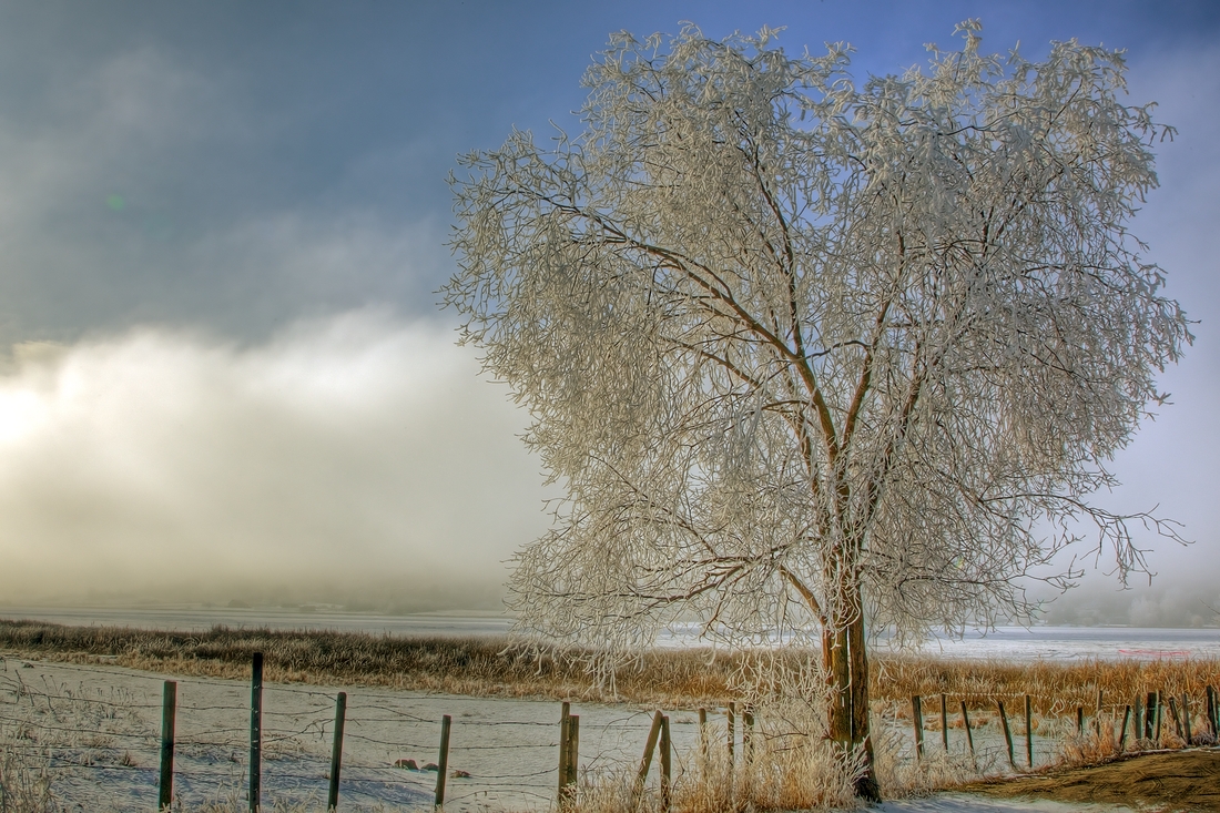 Swan Lake Fog, Meadowlark Road, Vernon, British Columbia\n\n6 February, 2012