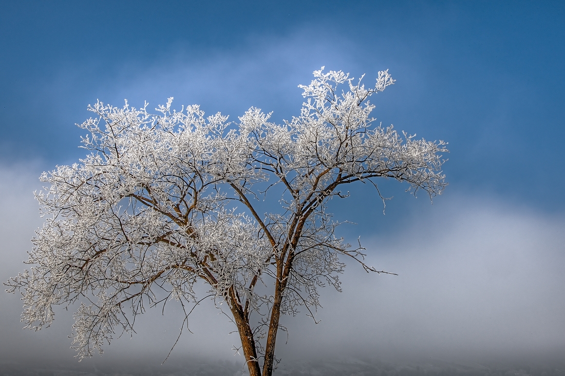 Tree Rime, Meadowlark Road, Vernon, British Columbia\n\n6 February, 2012