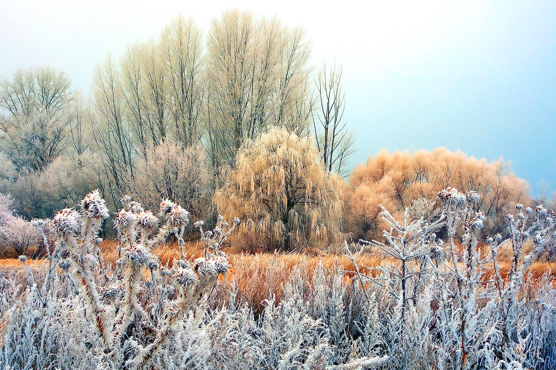 Morning Rime, Lakeshore Drive, Vernon, British Columbia\n\n7 February, 2012