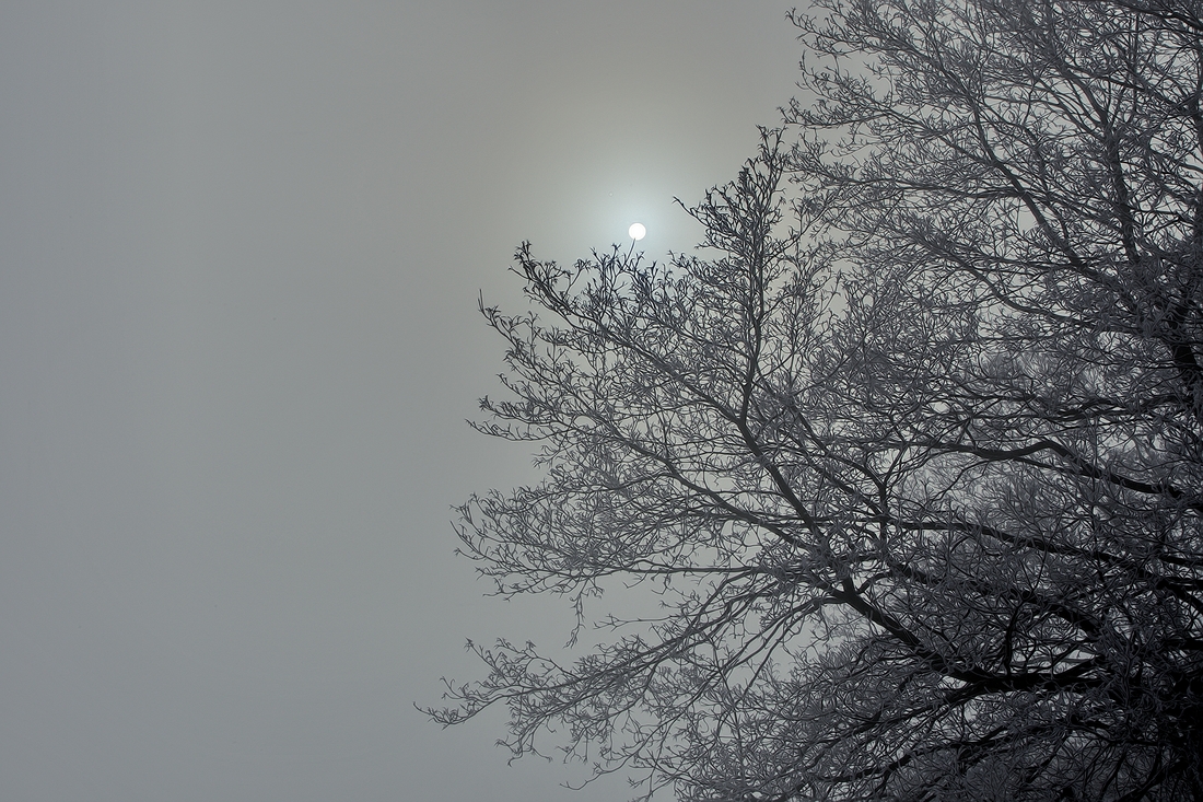 Morning Fog, Murphy Road, Coldstream, British Columbia\n\n7 February, 2012