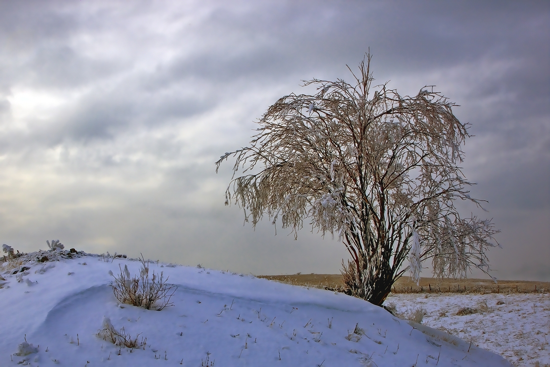 Lone Tree, High Country Cattle Range, Off Mendenhall Road, Near Vernon, British Columbia\n\n9 February, 2012