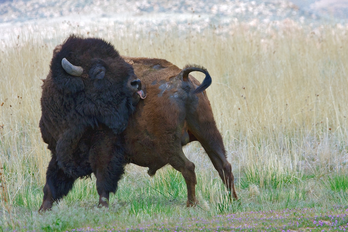 Plains Bison (Male), Antelope Island State Park, Near Ogden, Utah