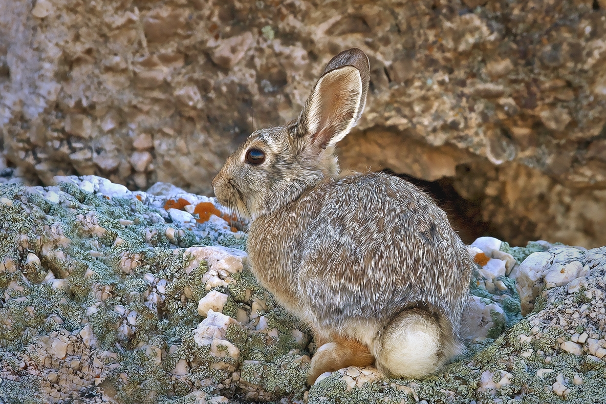 Desert Cottontail, Antelope Island State Park, Near Ogden, Utah