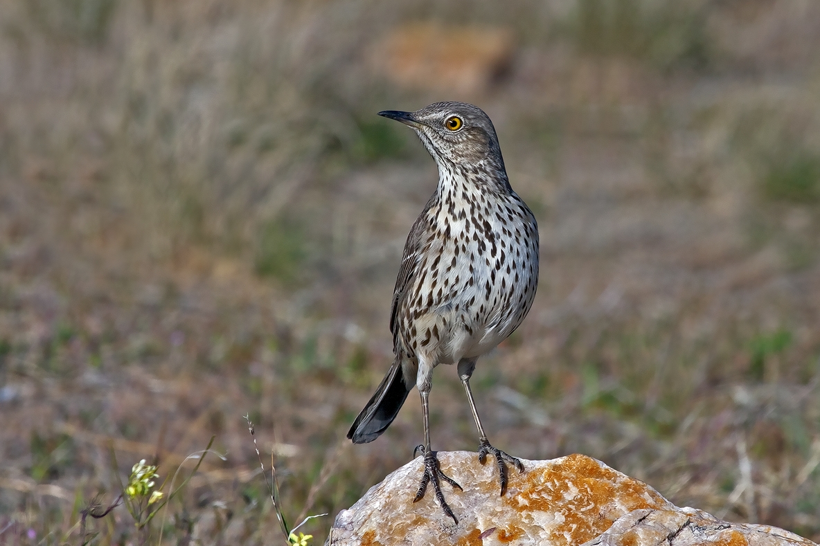 Sage Thrasher, Antelope Island State Park, Near Ogden, Utah