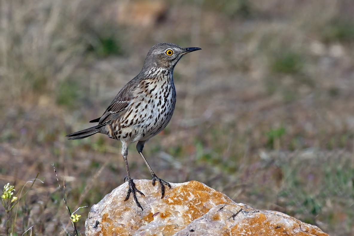 Sage Thrasher, Antelope Island State Park, Near Ogden, Utah