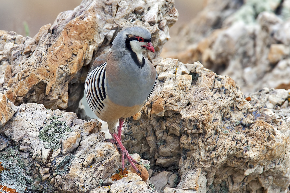 Chukar, Antelope Island State Park, Near Ogden, Utah