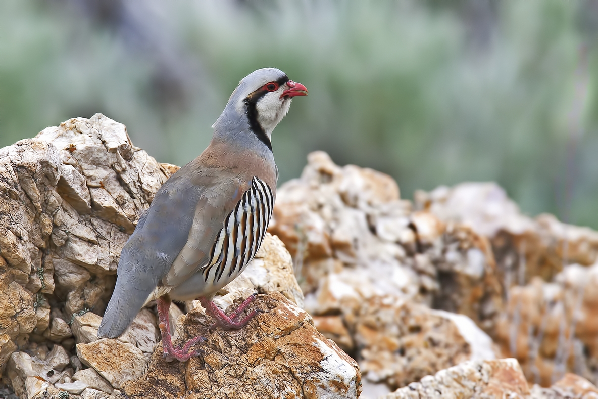 Chukar, Antelope Island State Park, Near Ogden, Utah