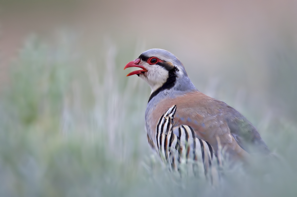 Chukar, Antelope Island State Park, Near Ogden, Utah